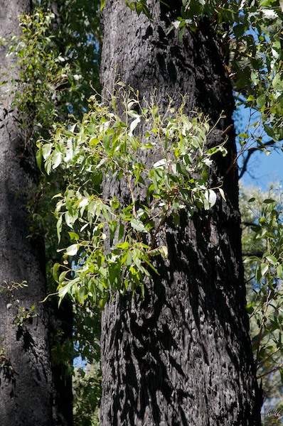 AustraliaEast 10  125